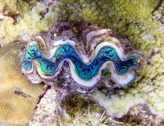 giant clam great barrier reef