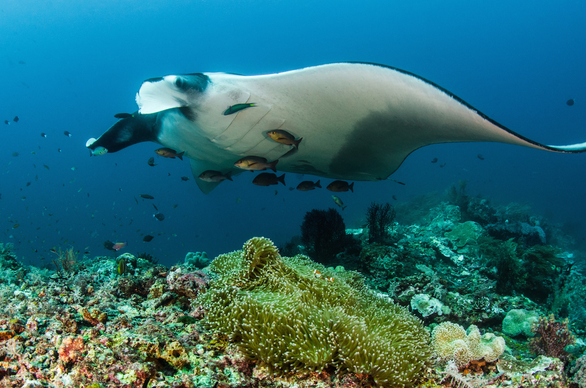 giant manta ray captivity