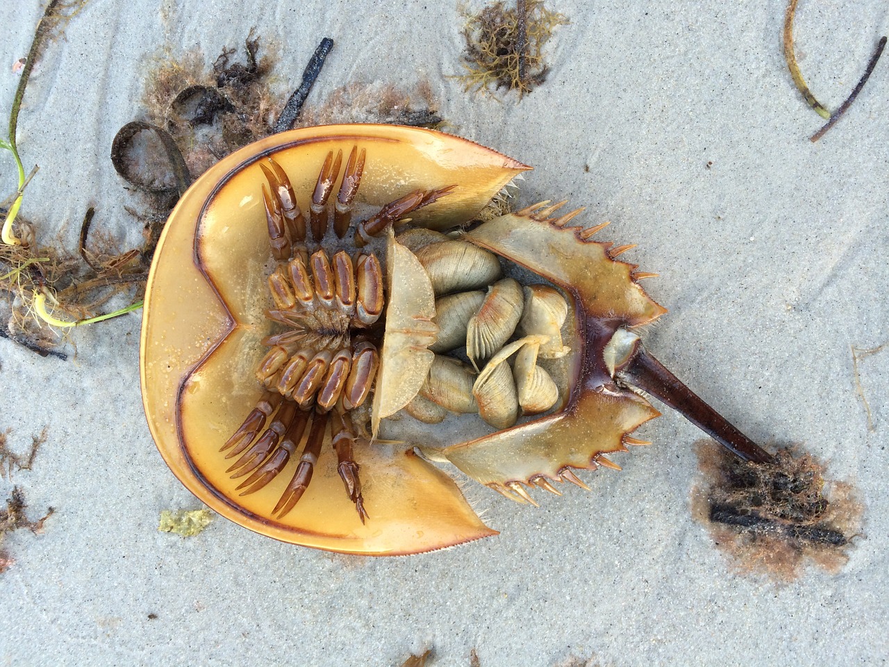 What Are Horseshoe Crabs Used For In Science