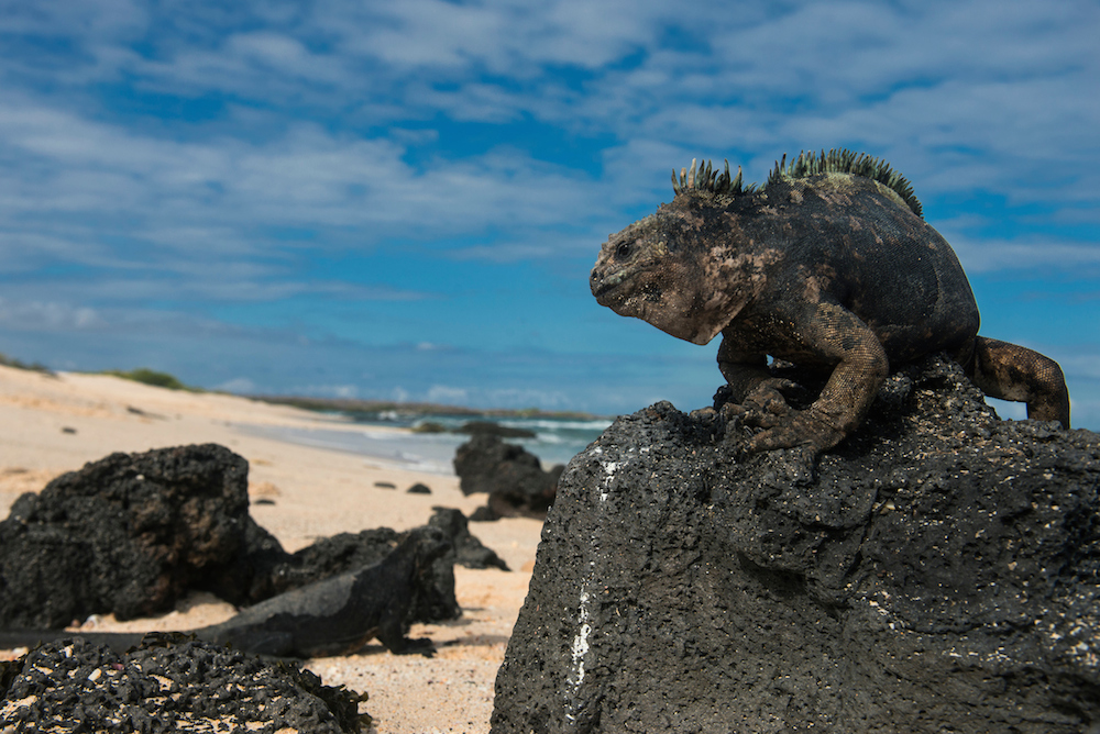 The most amazing nature photography you will see from Galapagos in 2018 ...