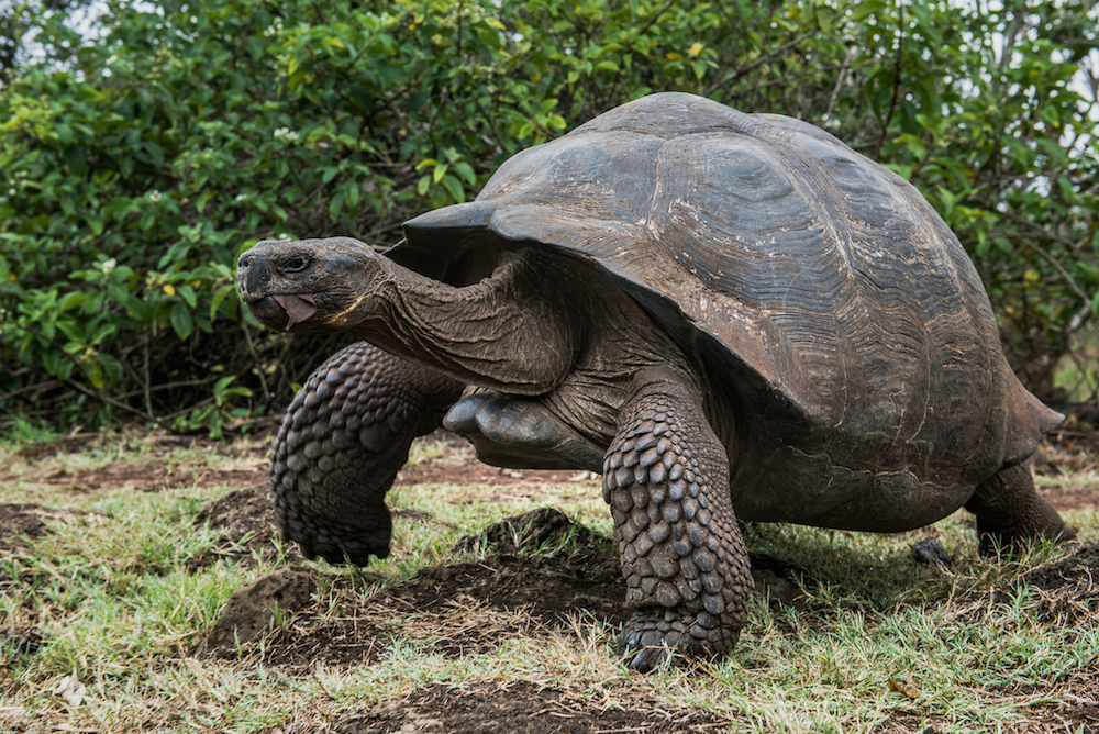 The most amazing nature photography you will see from Galapagos in 2018 ...