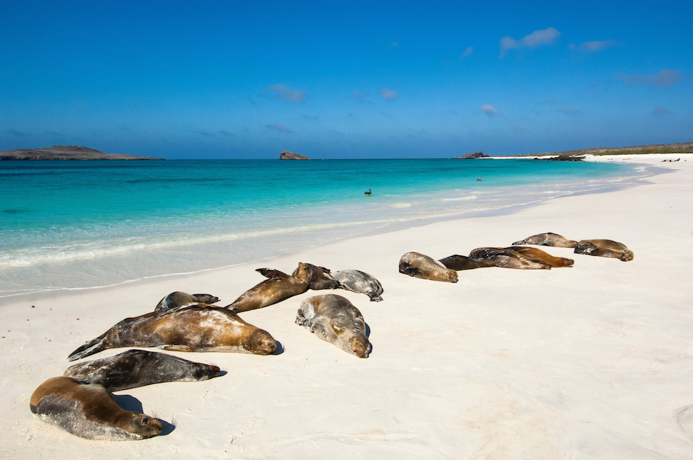 The most amazing nature photography you will see from Galapagos in 2018 ...