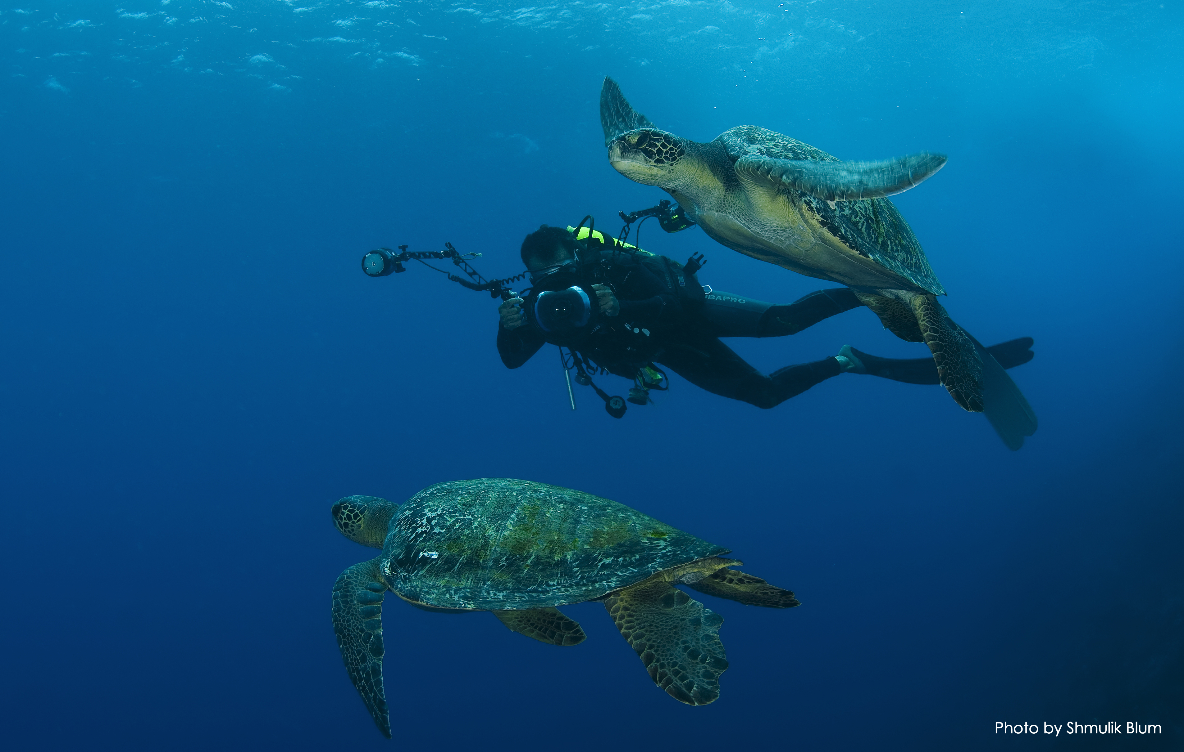 Turtle shark. Коста Рика дайвинг. Морская черепаха Галапагосские острова. Галапагосские острова дайвинг. Морская черепаха с дайвером.