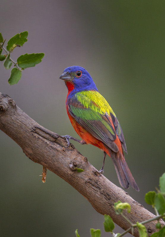 024 Painted bunting (Passerina ciris) - Texas — SEVENSEAS Media