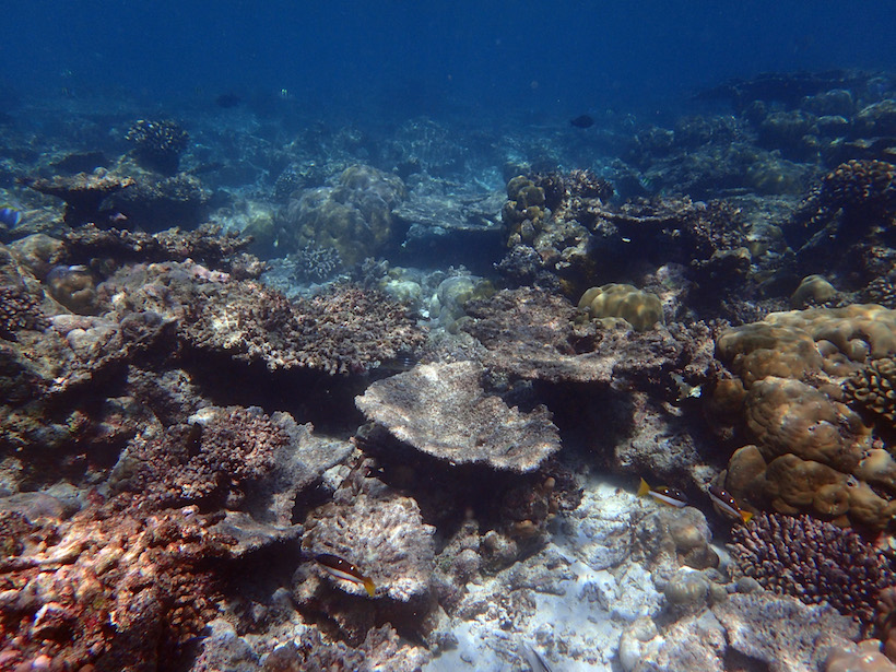 Identifying the best coral gardening technique to revive reefs ...