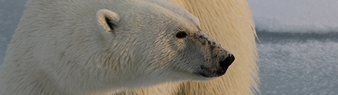 polar bear
