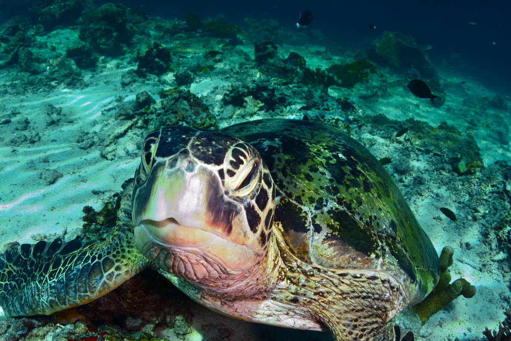 green turtle — SEVENSEAS Media