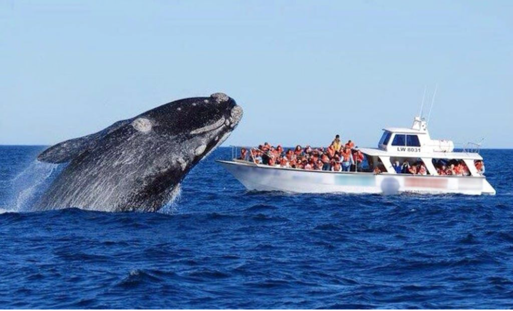 Whale jumping in front of a boat