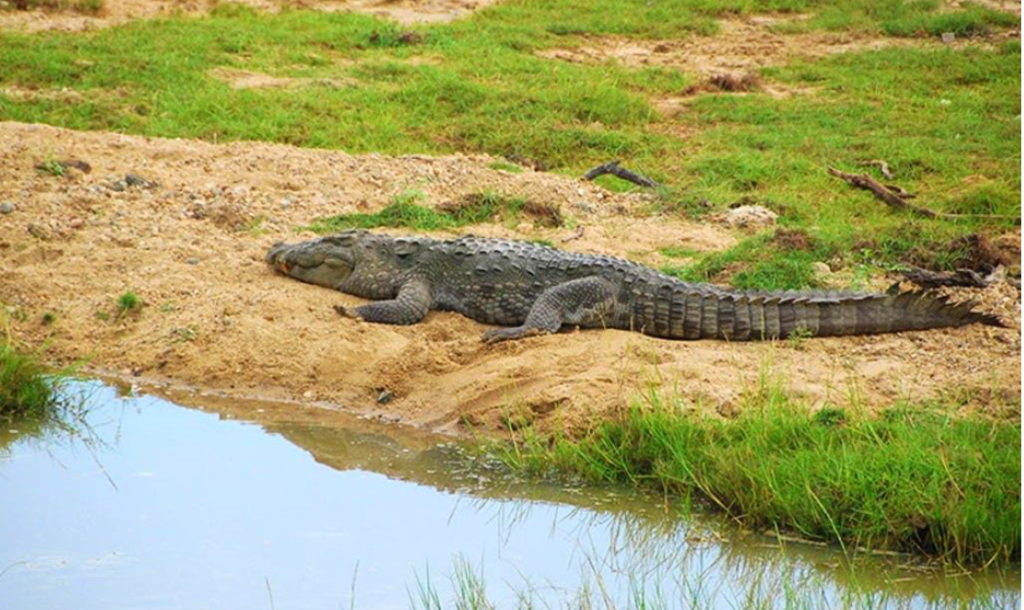 alligator on a river bak