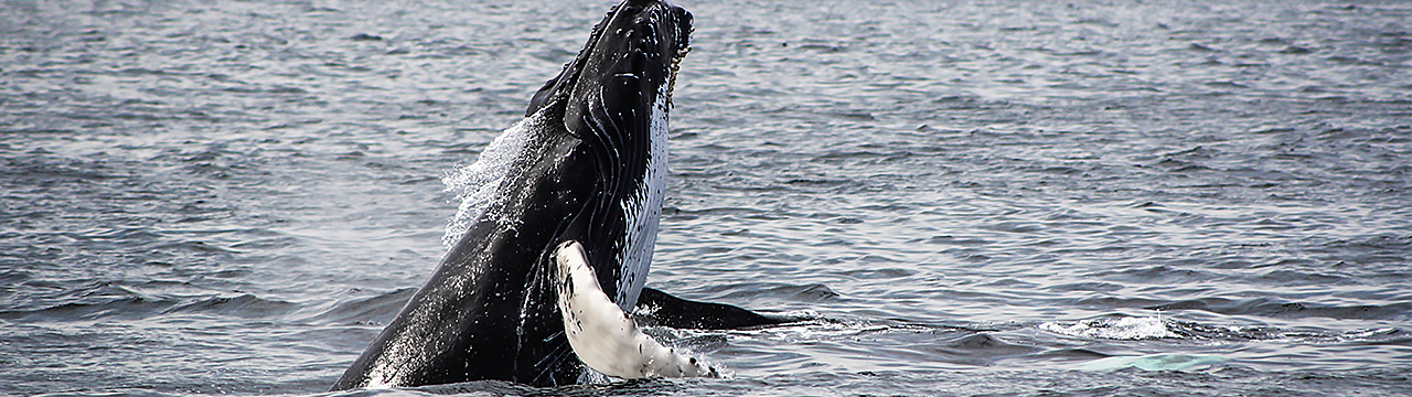 whale jumping