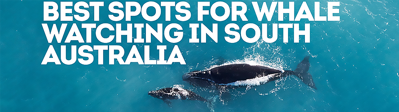 Best Spots for Whale Watching in South Australia — SEVENSEAS Media