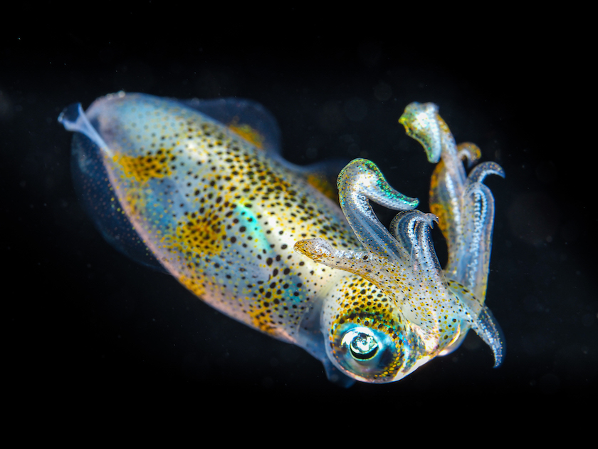 group of squids group of squids