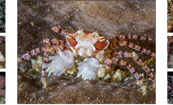 a boxing crab carrying two sea creatures like pom-poms