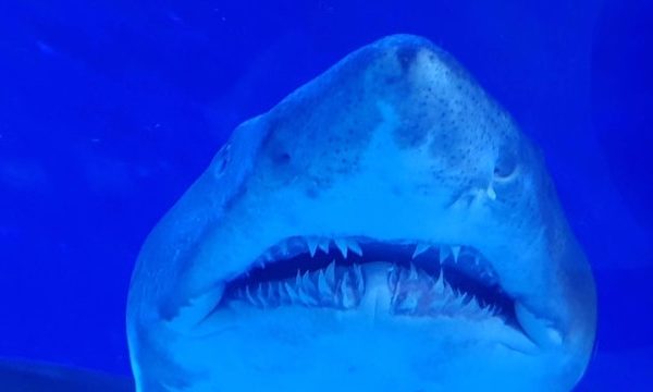 a great white shark
