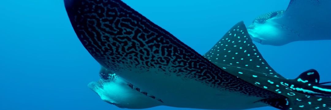 spot manta ray swimming in the ocean