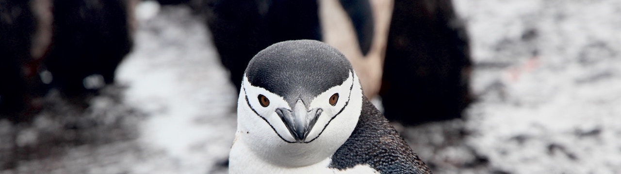 a penguin staring at the camera