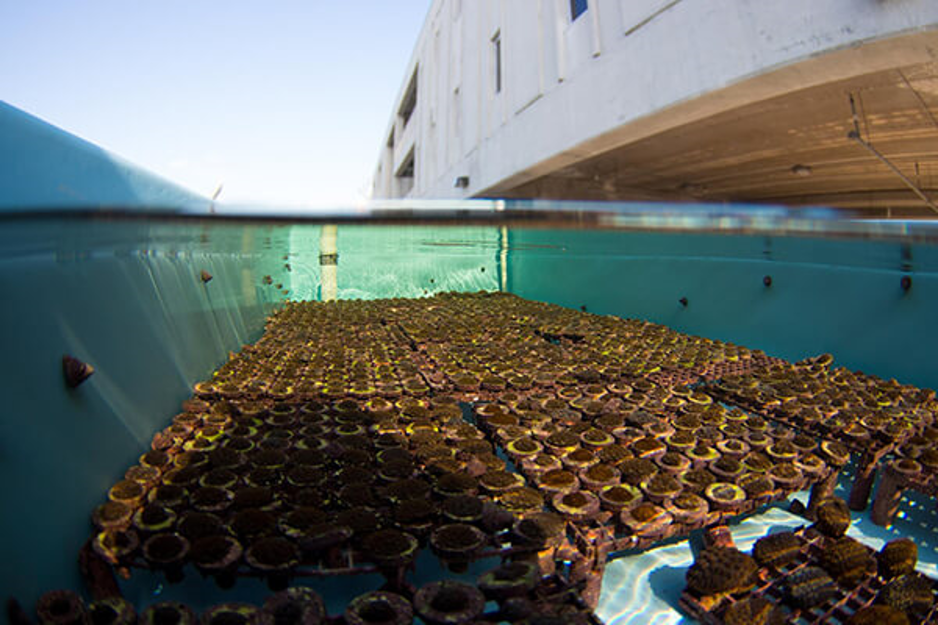 CoralNurseries_MissionIconicReefs_CoralReefs_Outplanting