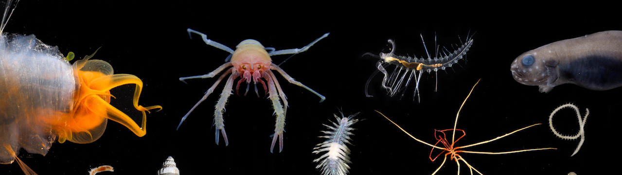 New Species Discovered During the Exploration of Abyssal Deep Sea ...