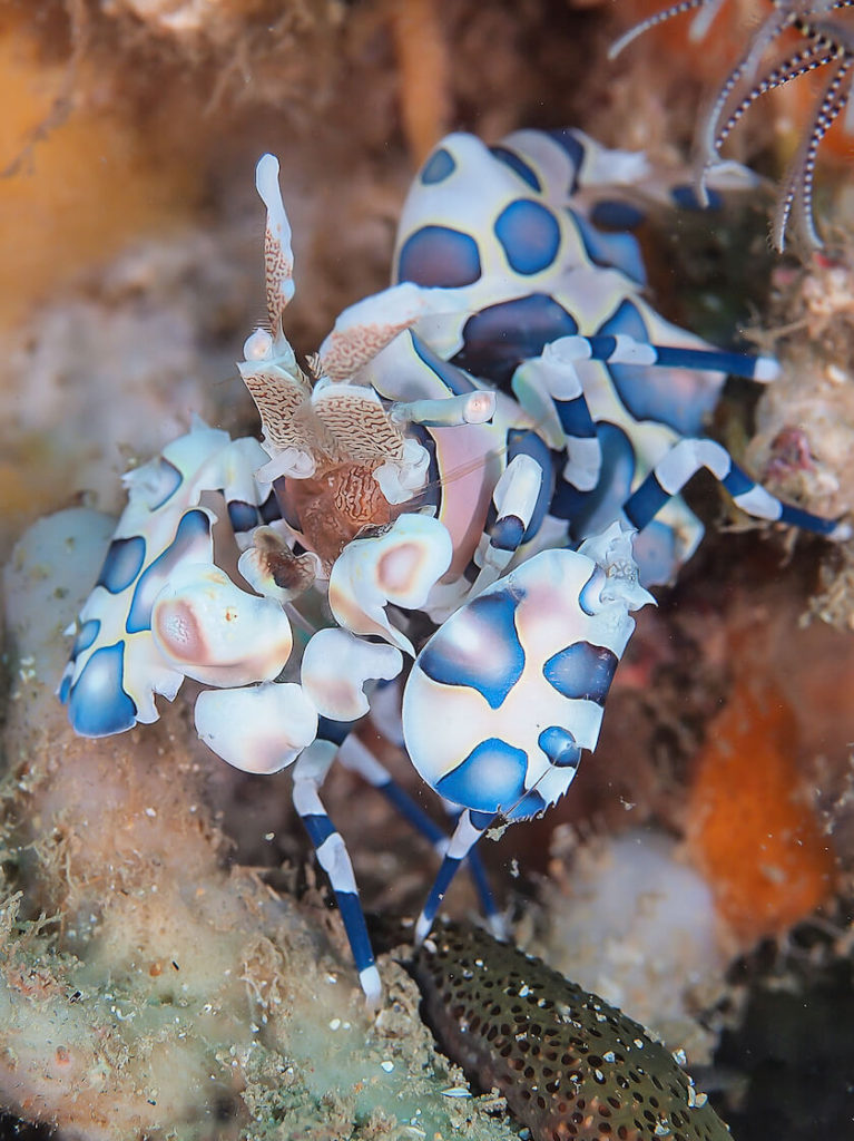 Harlequin Shrimp – Photo taken in Lombok Indonesia – Jack’s June