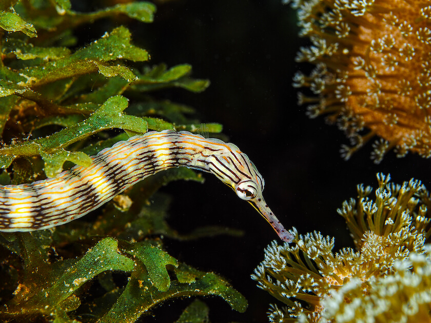 Dragon Face Pipefish - Photo taken in Cabilao Philippines - Jack’s