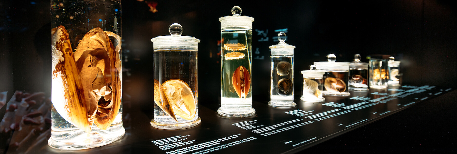 shellfish from deep sea are being exhibited in the museum.