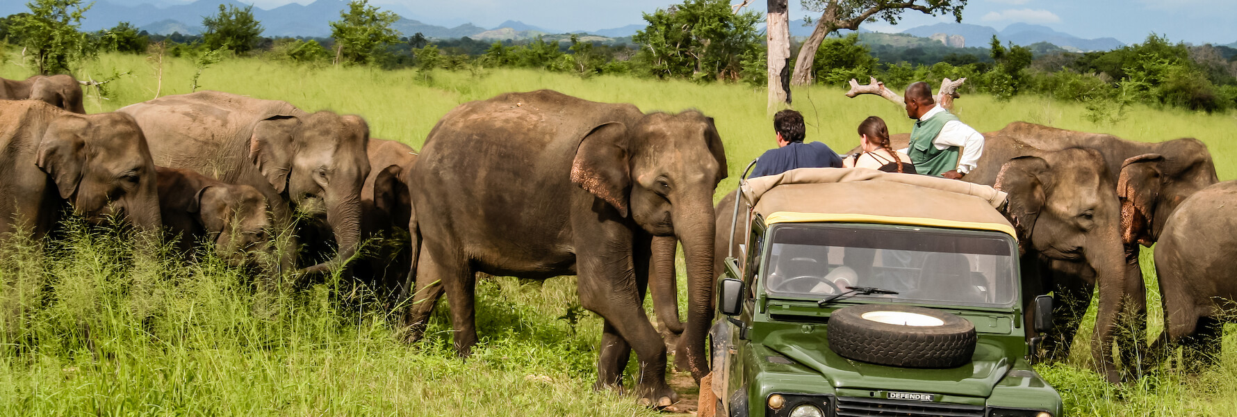 Elephant banner