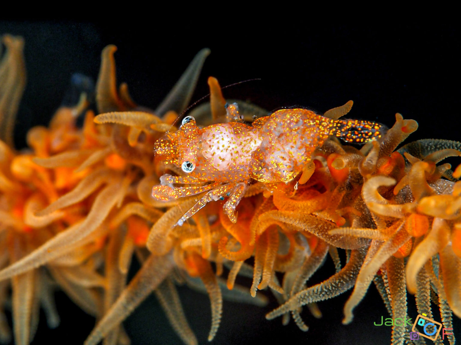 Zanzibar Whip Coral Shrimp – Photo taken in Indonesia – Jack’s March ...