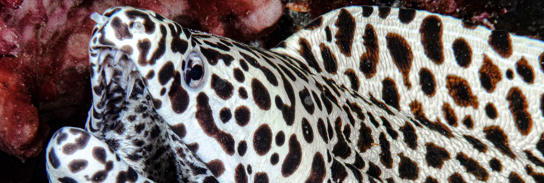 Moray Eel Photo Taken In Palau Jack S January 2022 Underwater   Moray Eel 