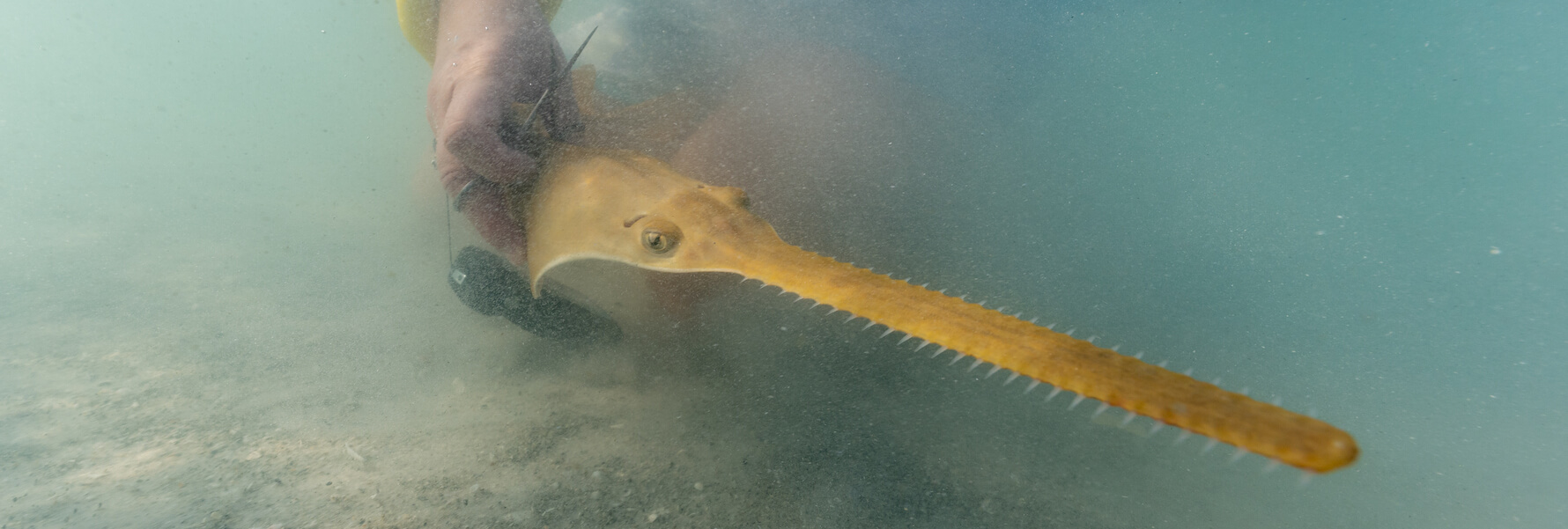 Smalltooth Sawfish