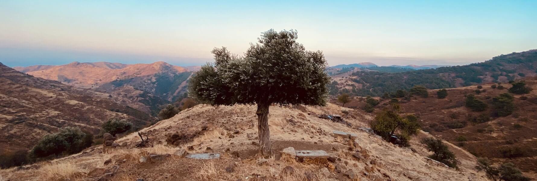 Lonely tree on a roadside of Cyprus