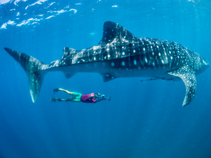 Marine biologist with whale shark at Mafia Island, Tanzania — SEVENSEAS ...