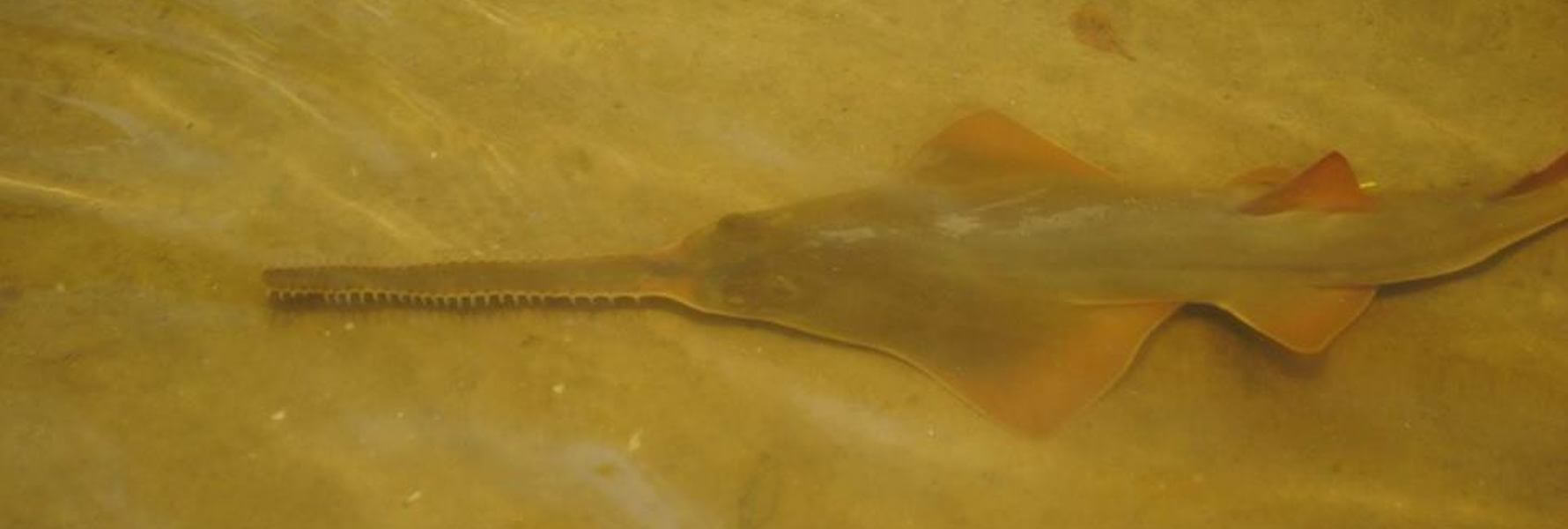 sawfish banner