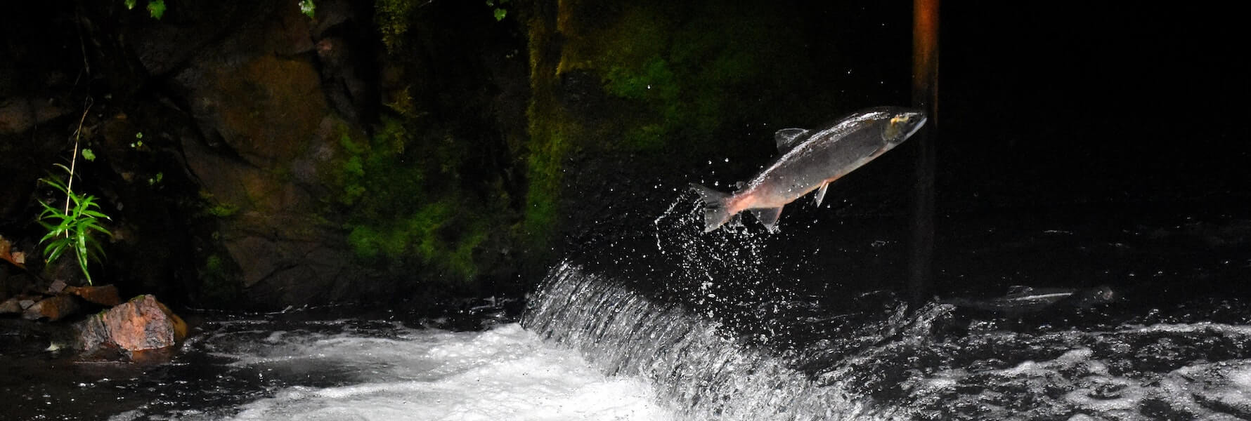 New Federal Analysis Finds Puget Sound Commercial Net Pens Are