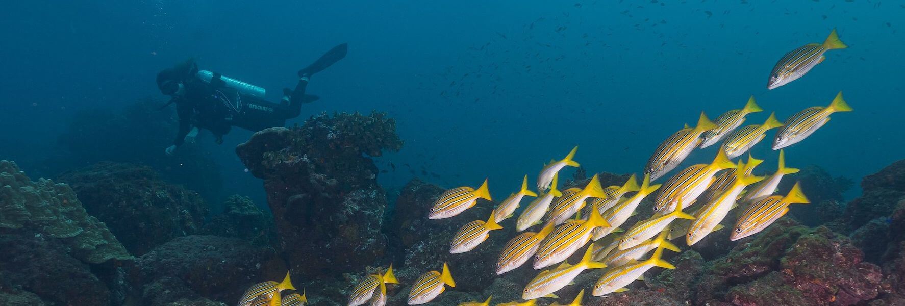 Cordillera de Coiba Managed Resources Area Earns Blue Park Award at 5th ...