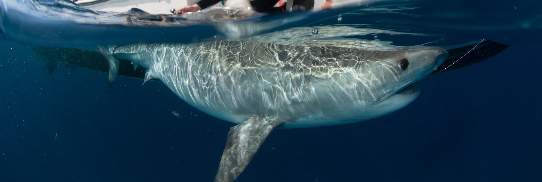 Silky shark - Save Our Seas Foundation