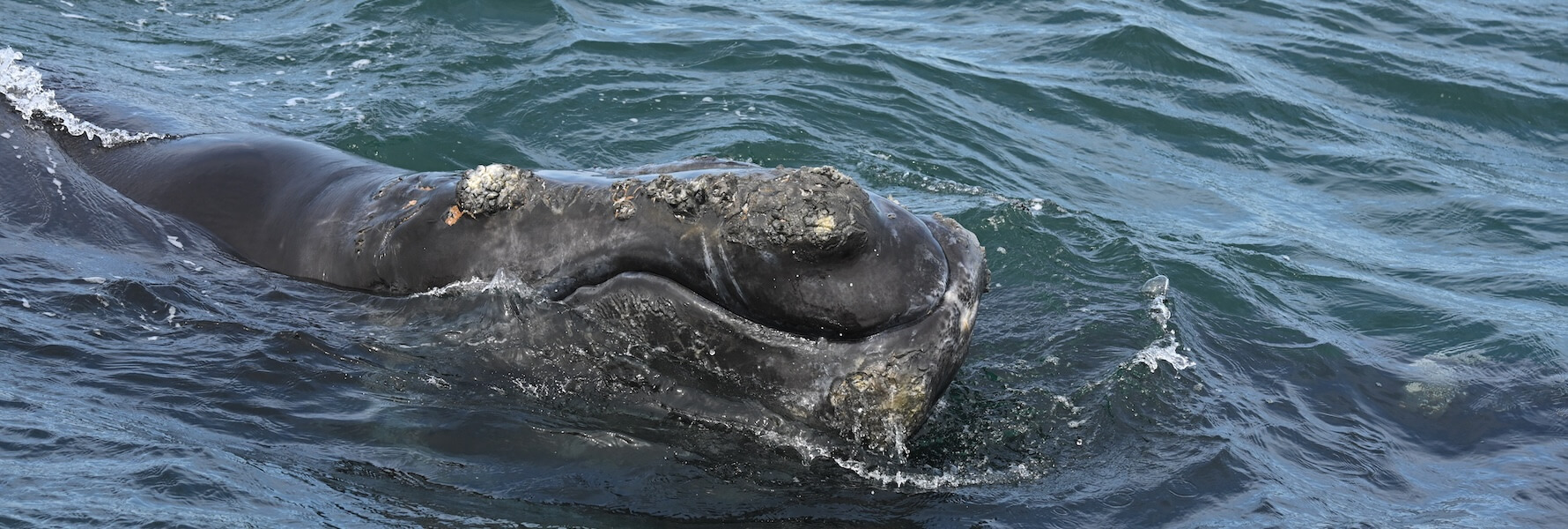 Aquarium Scientists Identify North Atlantic Right Whale Found Dead off  Georgia As a 1-Year-Old Female — SEVENSEAS Media