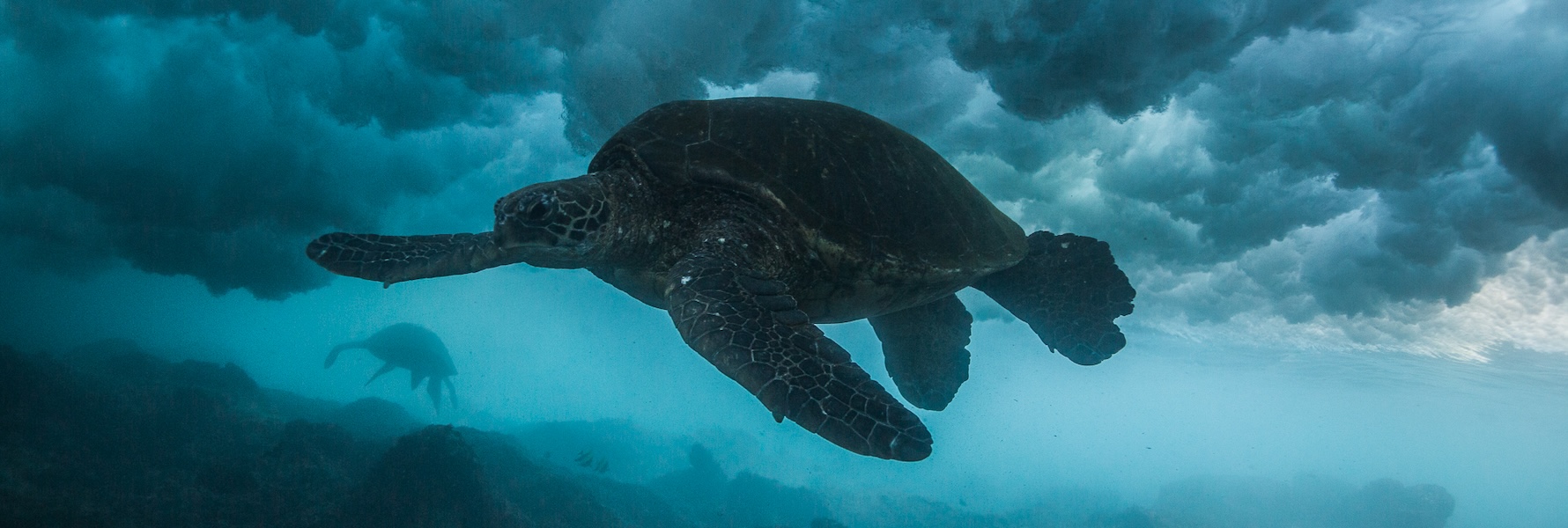 Under the Waves with Karim Iliya, October 2024, Photo Banner