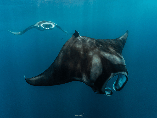 Guardians of the Caribbean: The Manta Caribbean Project — SEVENSEAS Media