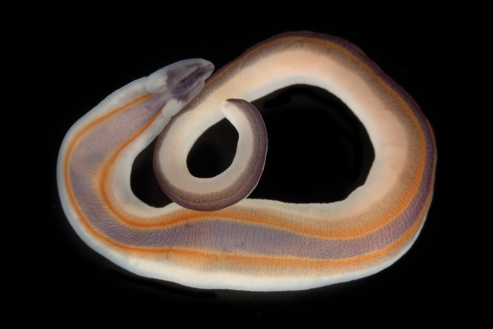 Neomenia 1,121 New Marine Species in a Single Year: What the Ocean Census Just ...